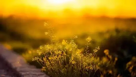 英雄联盟手游小熊猫守护灵“苹果”互动玩法揭秘：友情值解锁萌趣互动-比分网